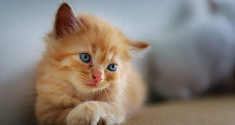 Great Tips For Feline Companion Care You Need