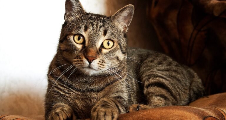 Cat Raising Tips, From Kitten To Adulthood