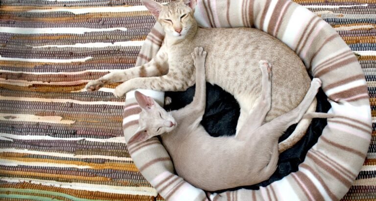 Check Here For Excellent Solutions For Caring For Cats