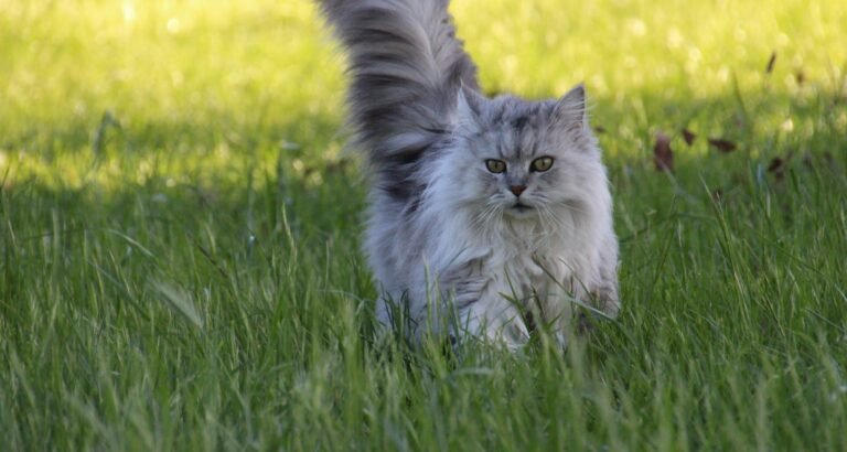 Some Tips To Help You Take Care Of Your Cat.