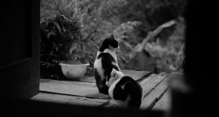 Crucial Knowledge For Everyone Who Owns A Cat