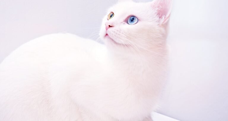 Solid Ideas On The Topic Of Caring For Cats