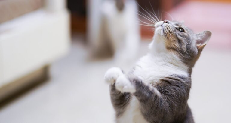 What Is Your Cat Trying To Tell You? Find Out With These Tips!