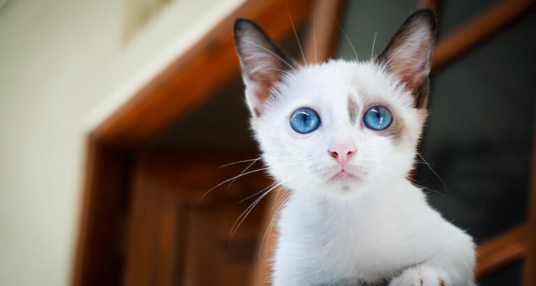 Feline Companions Require Various Types Of Care