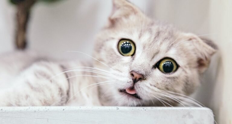 Great Tips To Care For Your Cat