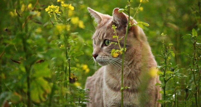 Are You Seeking Information About Cats? Then Check Out These Great Tips!