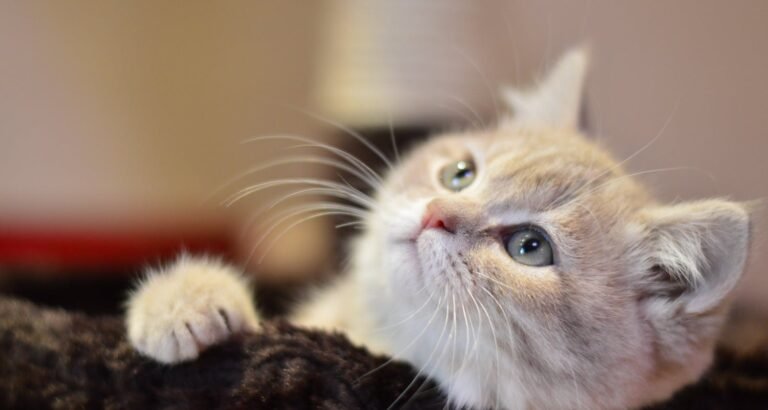 The Best Feline Advice You Will Ever Read