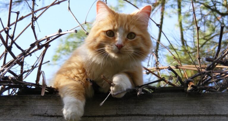 Feline Magic: Cat Tips You Simply Have To Know