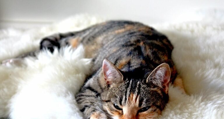 Great Article With Plenty Of Insights About Cats