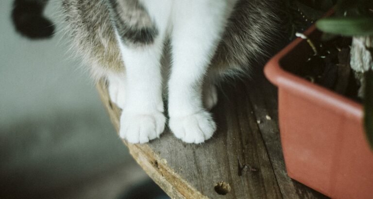 Simple Ideas For Helping You To Understand Cats