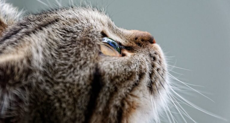 Different Ways To Know Your Cat Is Happy