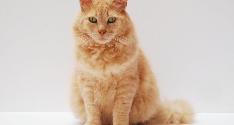 You Need To Learn These Cat Tips Right Meow!