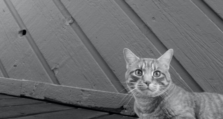 Love Your Cat By Following These Solid Tips.