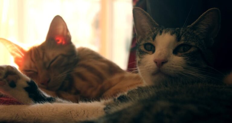 Great Ideas About Cats That Anyone Can Use