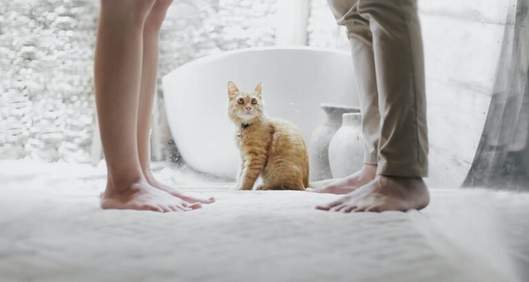 How To Deal With Your Furry Feline Friends!