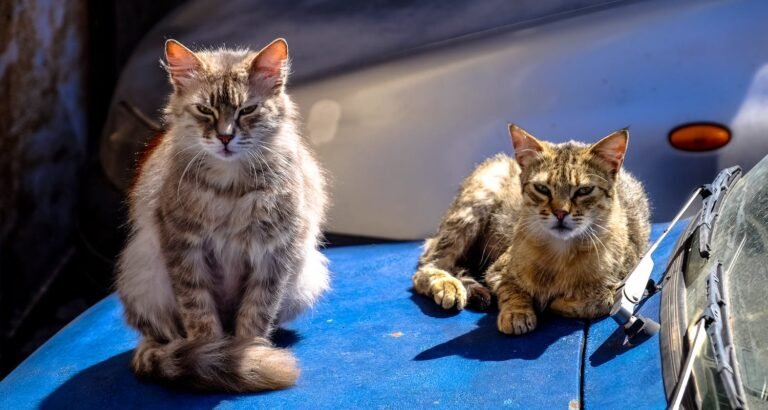 Essential Advice For Single And Multi-Cat Homes