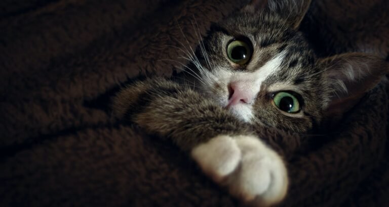 Want To Keep Your Cat Safe? Utilize This Advice!