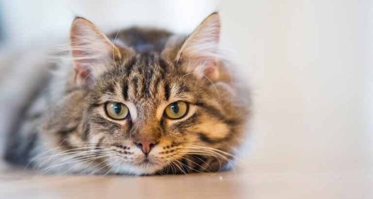 Want Great Ideas About Cats? Look Here!