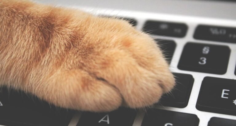 Cats Make Great Pets In Your Home