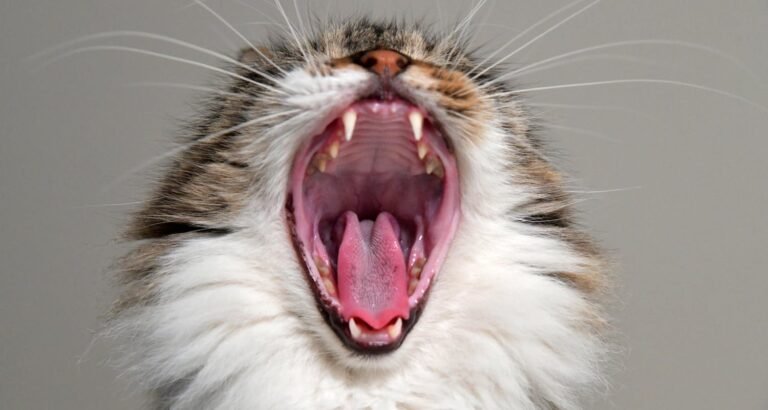 The Best Ways To Take Care Of Your Cats