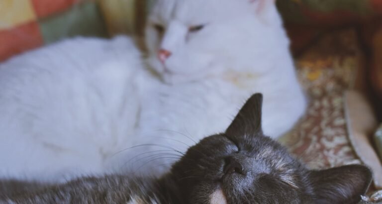 Tips And Tricks For Caring For Cats