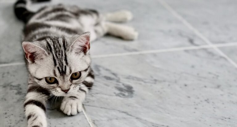 Keeping Your Cat’s Fur Groomed: Tips For Tools To Use