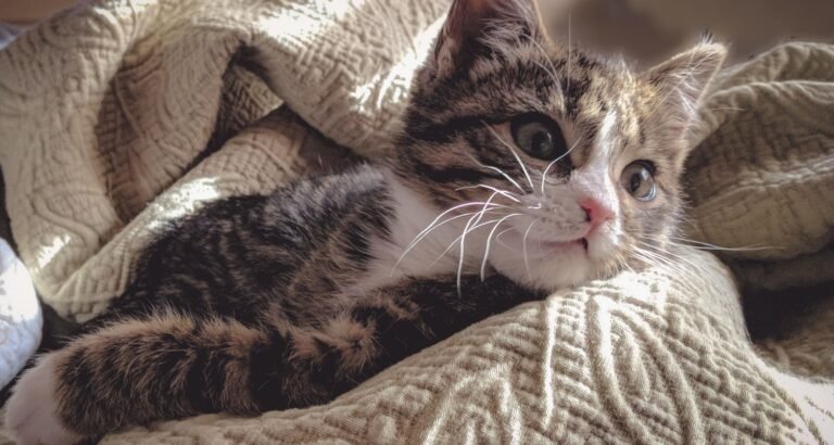 Don’t Wait, Look Here For Great Tips About Cats