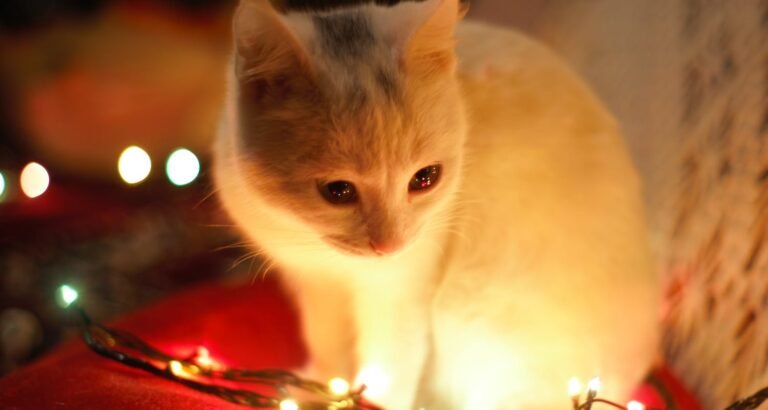 Check Out These Easy Tips To Understanding Cats