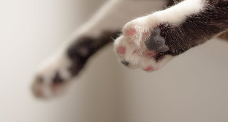 Keep Your Cat’s Best Interests In Mind By Utilizing These Tips