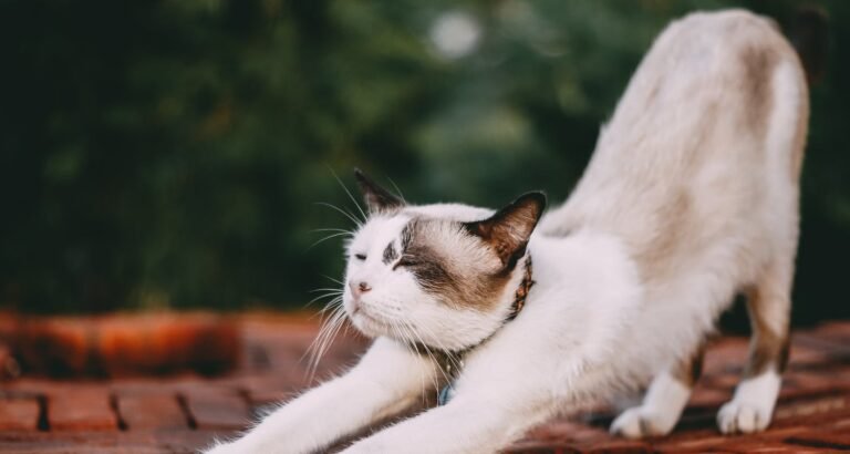 You Can Learn A Lot About Cats In The Below Article